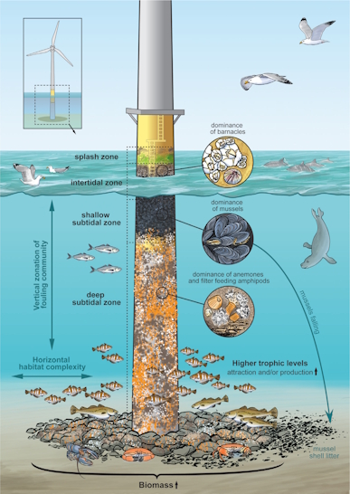 Foundation of an offshore wind turbine in The Netherlands
